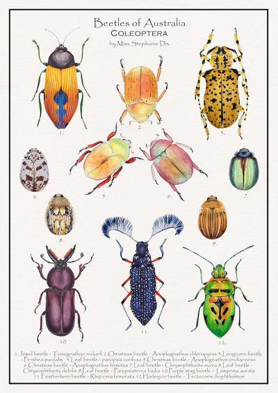 BEETLES OF AUSTRALIA : A2 Poster