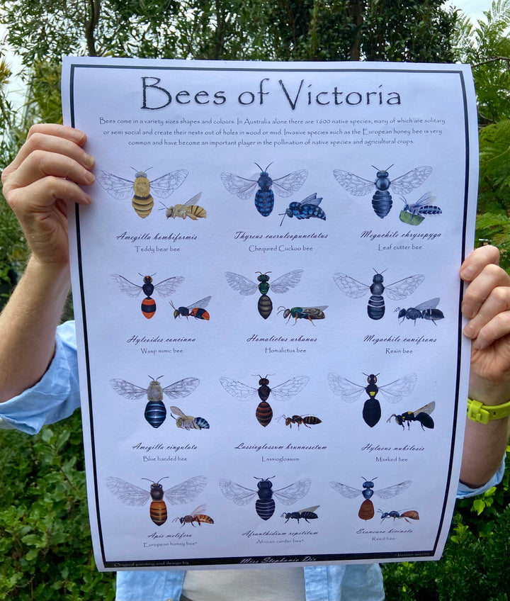 BEES OF VICTORIA: A2 Poster