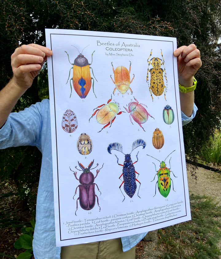 BEETLES OF AUSTRALIA : A2 Poster