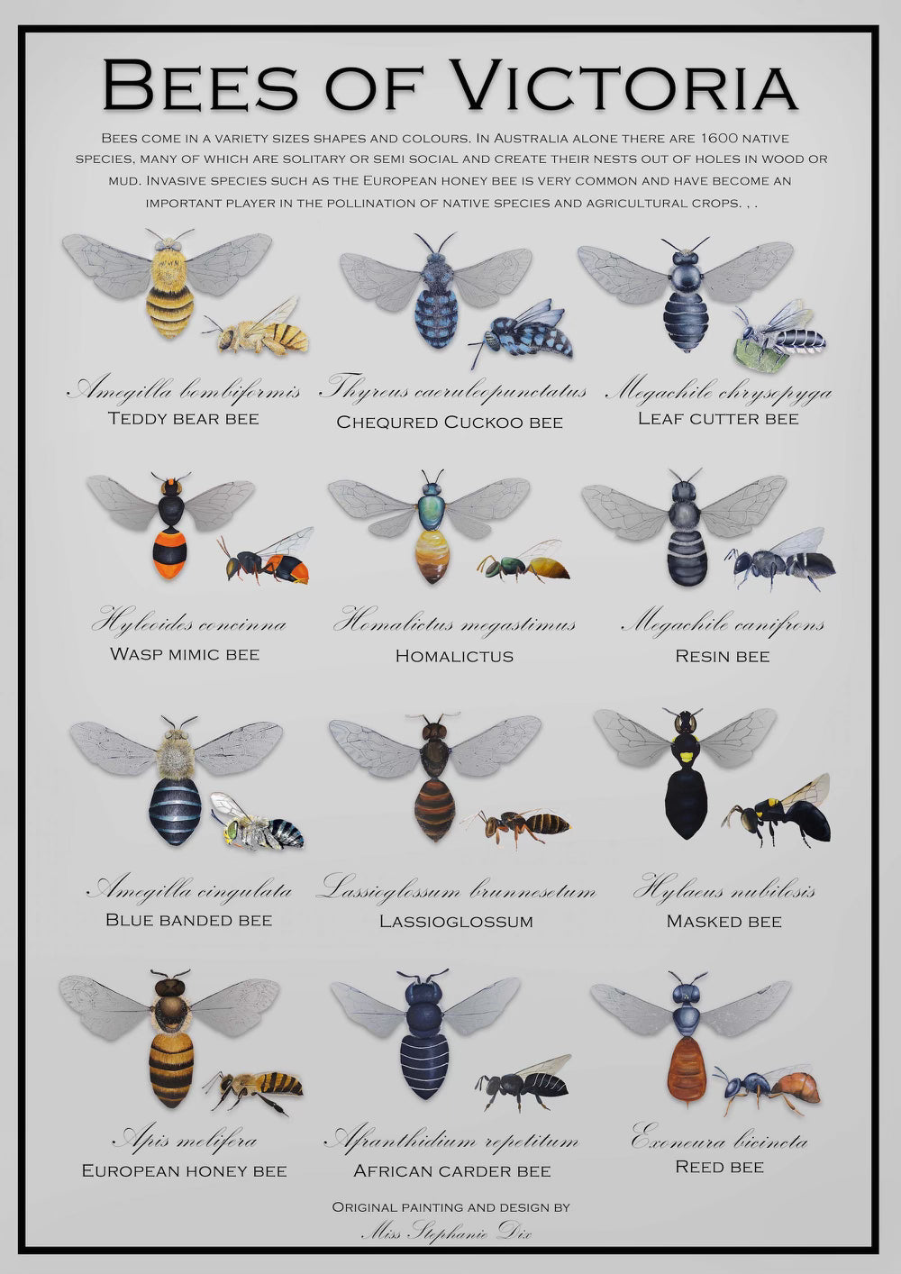 BEES OF VICTORIA: A2 Poster